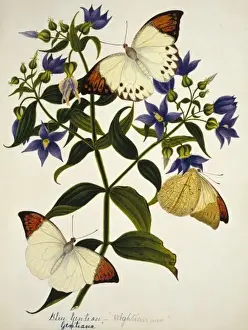 Natural History Museum Prints: Gentiana sp. blue gentian