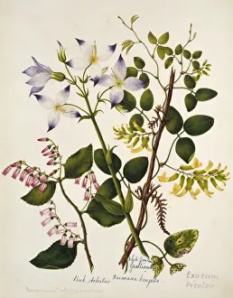Gentianales Prints: Gentiana, Vaccinuim sp. & Exacum bicolor