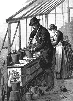 Gentleman potting a plant, c. 1891