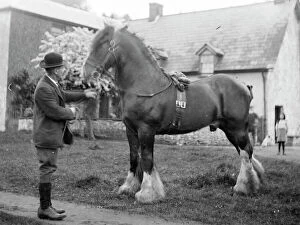 Lawn Gallery: Gentleman with shire horse, Mid Wales