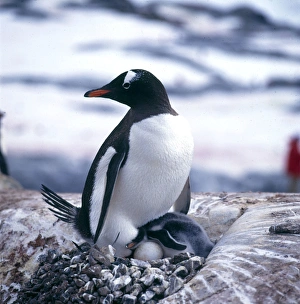 Penguin Gallery: Gentoo Penguin and Young