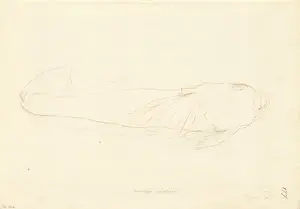 Genyagnus monopterygius, spotted stargazer