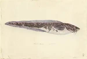 1754 1794 Prints: Genypterus blacodes, pink ling