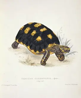 Hard Prints: Geochelone carbonaria, red-footed tortoise