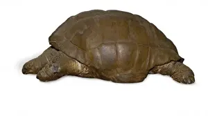 Testudinidae Prints: Geochelone elephantopus, giant tortoise