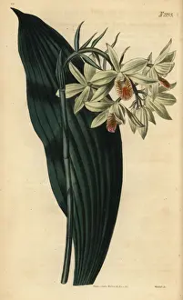 Curtis Prints: Geodorum orchid, Geodorum terrestre