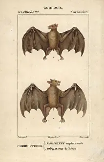 Backed Prints: Geoffroy's rousette bat, Rousettus amplexicaudatus