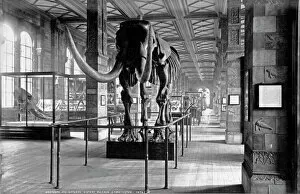 Photograph Gallery: Geological Gallery Natural History Museum 1892