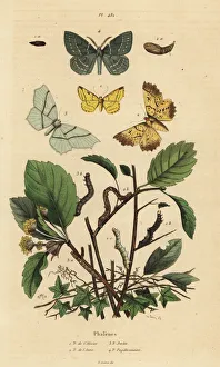 Moths Gallery: Geometer moths