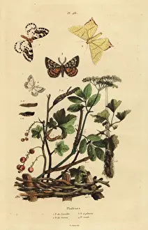 Geometer moths