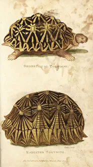 Coates Collection: Geometric tortoise and radiated tortoise