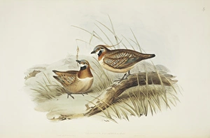 Elizabeth Gould Gallery: Geophaps plumifera, spinifex pigeon