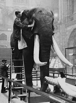 Mounted Collection: George the elephant, 1935