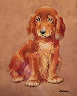 Images Dated 5th October 2014: George Ernest Studdy, Irish setter puppy