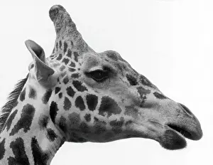 Chester Prints: George the Giraffe