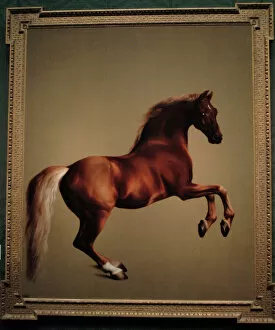 Images Dated 3rd April 2008: George Stubbs (1724-1806). Whistlejacket (c. 1762)