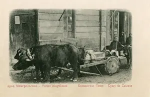 Georgia - Buffalo-pulled wagon - Abkhazia