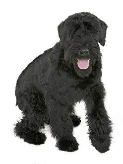 Caniformia Prints: Georgie a giant schnauzer