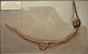 Geosaurus gracilis Geosaurus gracilis
