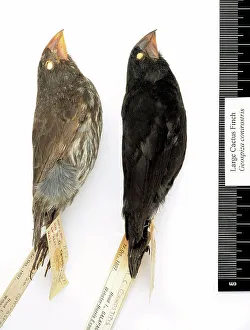Studioshot Prints: Geospiza conirostris, large cactus finch