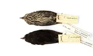 Geospiza difficilis, sharp-beaked ground finch