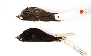 Geospiza difficilis, sharp-beaked ground finch