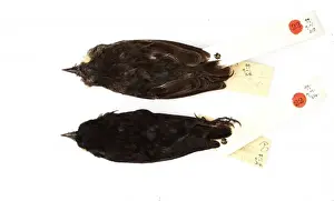 Geospiza difficilis, sharp-beaked ground finch