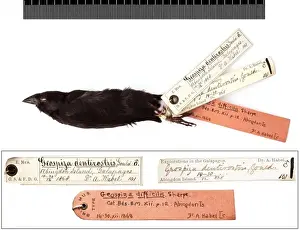 Thraupidae Prints: Geospiza difficilis, sharp-beaked ground finch with labels