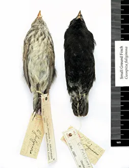 Geospiza fuliginosa, small ground finch