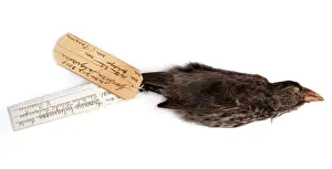 Geospiza fuliginosa, small ground finch