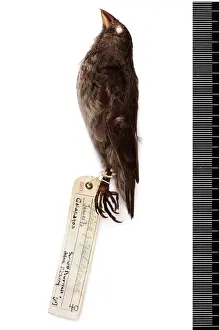 Geospiza fuliginosa, small ground finch
