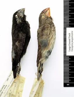 Studioshot Prints: Geospiza magnirostris, large ground finch