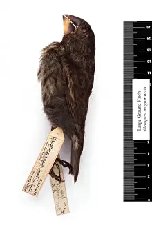 Geospiza magnirostris, large ground finch