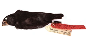Cristobal Collection: Geospiza magnirostris, large ground finch