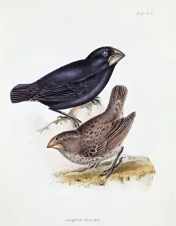 Geospiza magnirostris, large ground finch