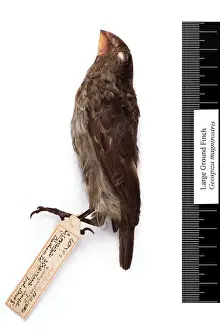 Geospiza magnirostris, large ground finch