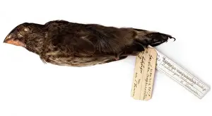 Geospiza magnirostris, large ground finch