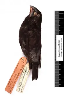 Geospiza magnirostris, large ground finch