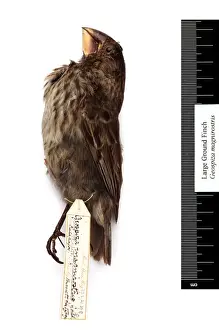 Geospiza magnirostris, large ground finch