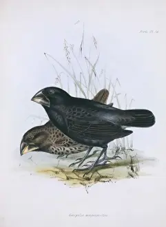 Geospiza magnirostris, large ground finch