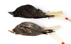 Geospiza scandens, common cactus finch