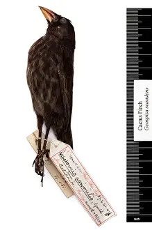Geospiza scandens, common cactus finch