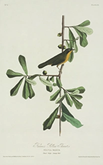 Acorn Gallery: Geothlypis trichas, common yellowthroat