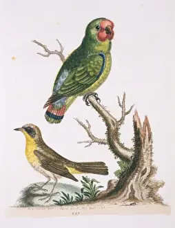 Geothlypis trichas, common yellowthroat