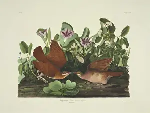 Geotrygon chrysia, Key West quail dove