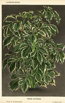Aralia Gallery: Geranium aralia, Polyscias guilfoylei