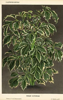 Aralia Gallery: Geranium aralia, Polyscias guilfoylei