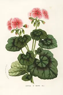 Geranium cultivar, Countess of Bective, Pelargonium zonale