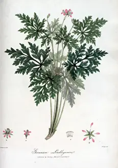 Geranium Lindleyanum