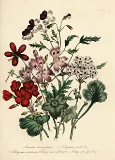 Jane Gallery: Geranium and pelargonium species